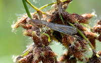 Pacific forktail - Ischnura cervula