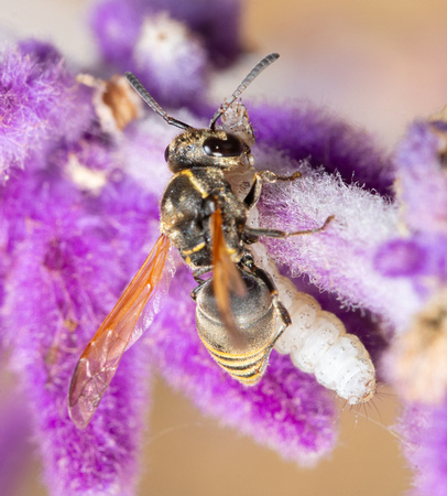 Mason Wasp - Pachodynerus pulverulentus