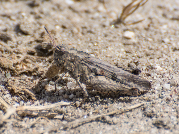 Painted meadow grasshopper - Chimarocephalia pacifica incisa