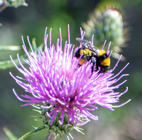 Sonoran bumble bee - Bombus sonorus on Wheeler's Thistle - Cirsium wheeleri