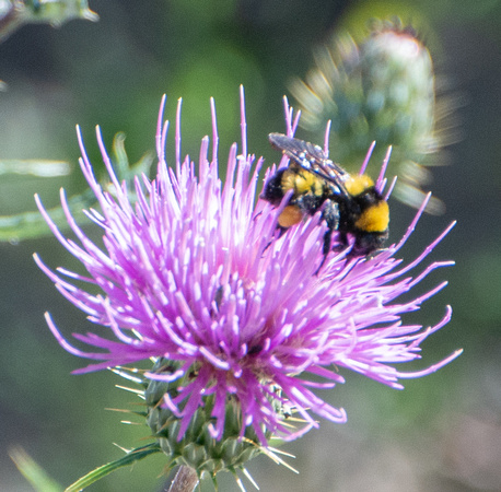 Sonoran bumble bee - Bombus sonorus on Wheeler's Thistle - Cirsium wheeleri