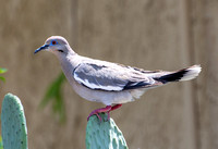 White-winged Dove - Zenaida asiatica