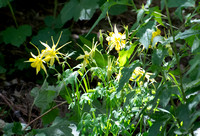 Golden Columbine - Aquilegia chrysantha