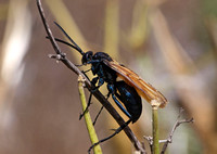 Tarantula hawk- Pepsis sp.