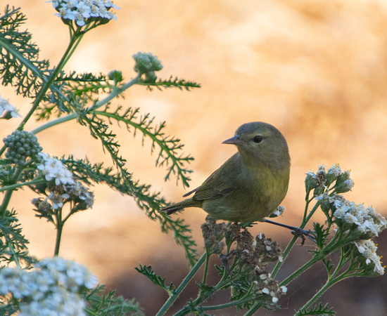 Orange-crowned Warbler - Leiothlypis celata