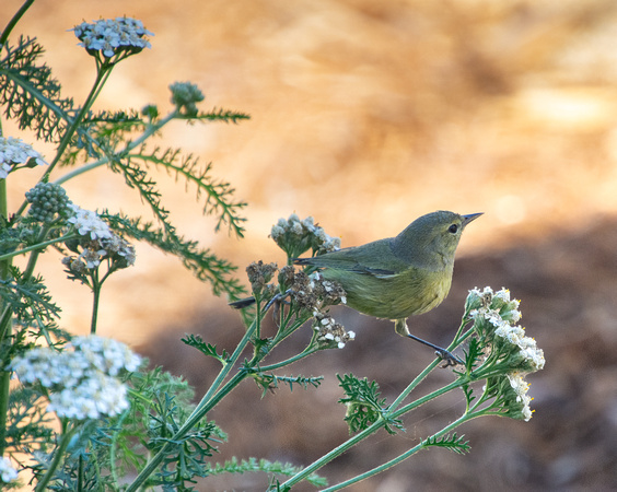 Orange-crowned Warbler - Leiothlypis celata