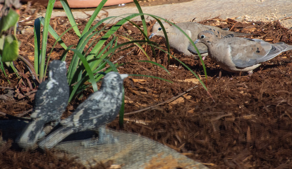 Mourning Dove - Zenaida macroura