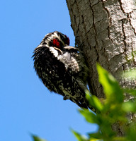 Red-naped Sapsucker - Sphyrapicus nuchalis