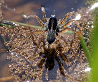 Wolf spider - Pirata piraticus