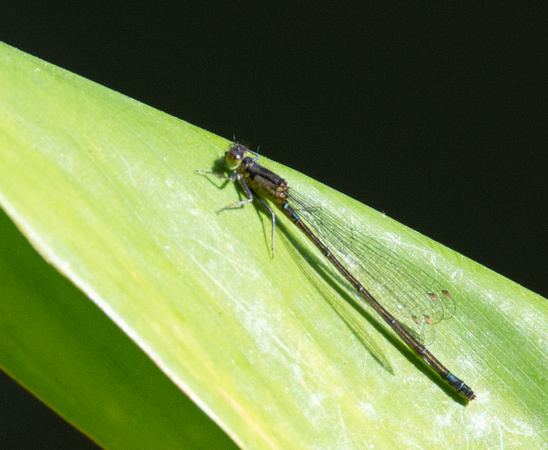 Pacific forktail - Ischnura cervula