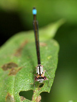 Pacific forktail - Ischnura cervula (Female)