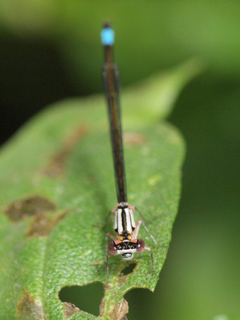 Pacific forktail - Ischnura cervula (Female)