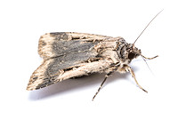 Granulate cutworm - Feltia subterranea