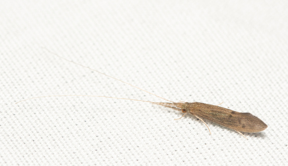Long-horned caddisfly - Unidentified sp.