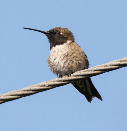 Black-chinned Hummingbird- Archilochus alexandri