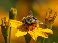 Drone fly - Eristalis and/or Palpada spp.?