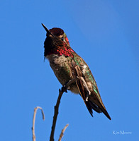 Anna's Hummingbird - Calypte anna