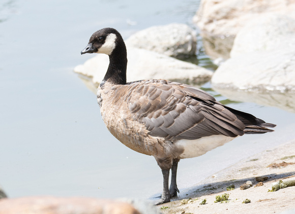Cackling Goose - Branta hutchinsii