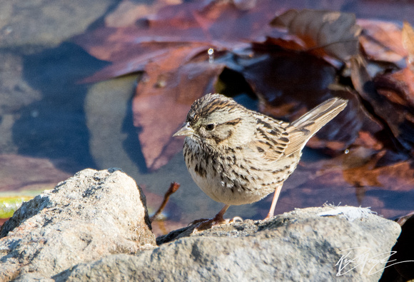 Lincoln's Sparrow - Melospiza lincolnii