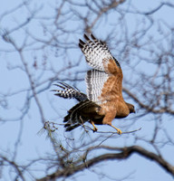 Red-shouldered Hawk - Buteo elegans