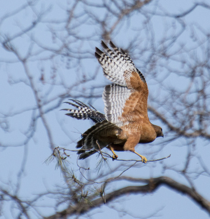 Red-shouldered Hawk - Buteo elegans