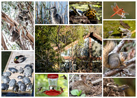 Nature Center Collage
