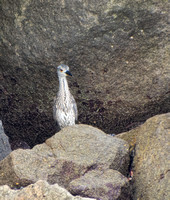Yellow-crowned Night Heron - Nyctanassa violacea