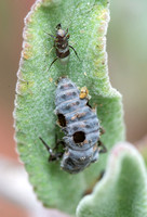 Chalcid wasp - Homalotylus terminalis emerged from a lady beetle larva