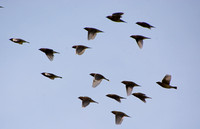 Cedar Waxwing - Bombycilla cedrorum