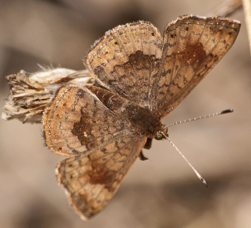 Fatal metalmark - Calephelis nemesis