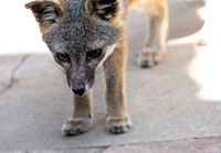 Santa Catalina Island Fox - Urocyon littoralis atalinae