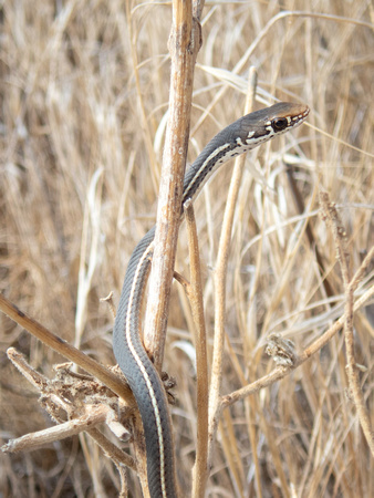 California Striped Racer - Masticophis lateralis
