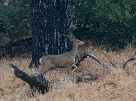 Mule Deer - Odocoileus hemionus