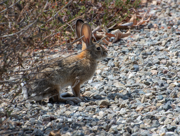 Desert cottontail  - Sylvilagus audubonnii