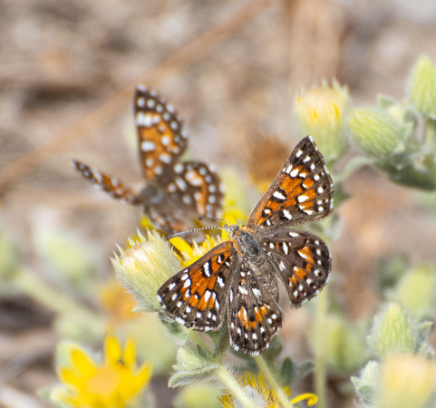 Behr's metalmark - Apodemia virgulti