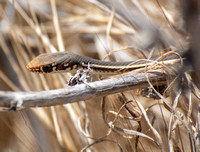 California Striped Racer - Masticophis lateralis