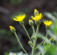 Telegraph-weed - Heterotheca grandiflora