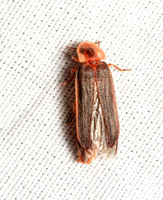 California Pink Glowworm - Microphotus angustus