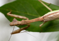 Bordered Mantis - Stagmomantis limbata