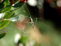 Orb weaver - Metepeira sp.