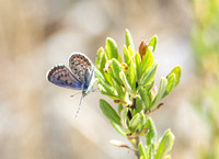 Bernardino Blue - Euphilotes bernardino