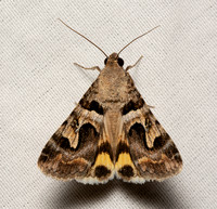 Deduced Graphic - Bulia deducta