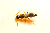 Flat Wasp - Family Bethylidae