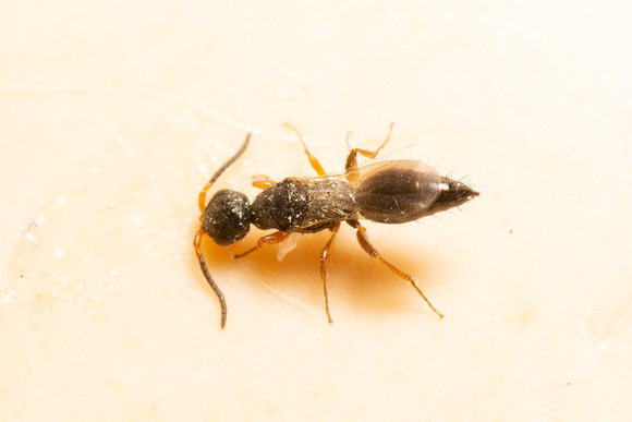 Flat Wasp - Family Bethylidae