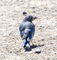 Mountain Bluebird - Sialia currucoides eatng a grasshopper