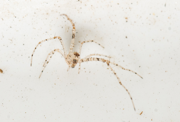 Pirate spider  - Mimetus sp