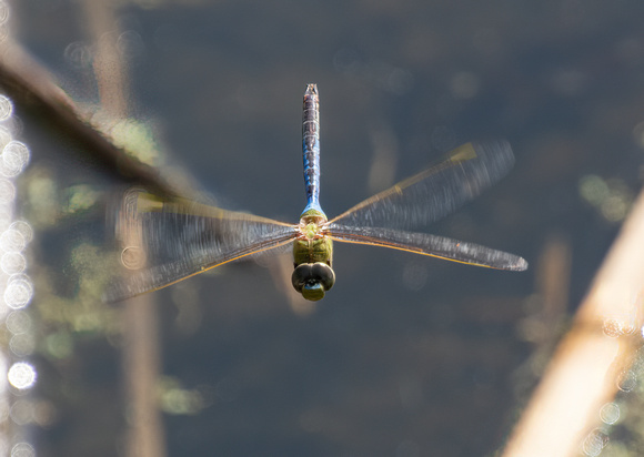 Common green darner - Anax junius