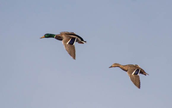 Mallard - Anas platyrhynchos