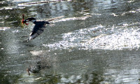 Belted Kingfisher - Ceryle alcyon, Red Swamp Crawfish - Procambarus clarkii