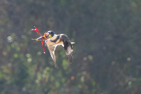 Belted Kingfisher - Ceryle alcyon, Red Swamp Crawfish - Procambarus clarkii